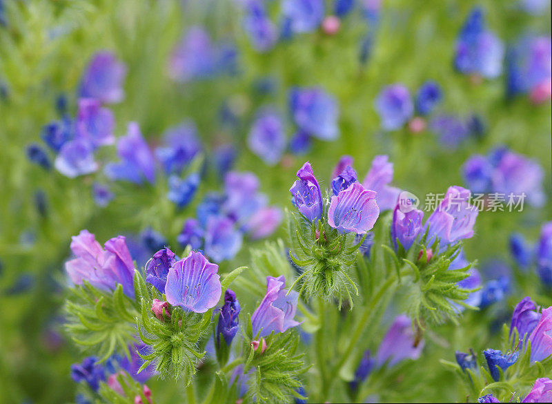 Echium vulgare花